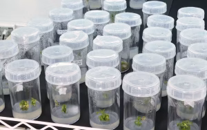 notícias sobre cannabis