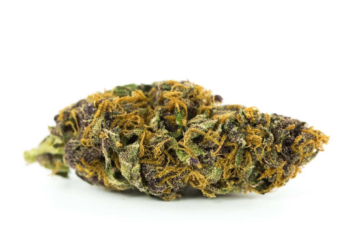 Strain ACDC CBD